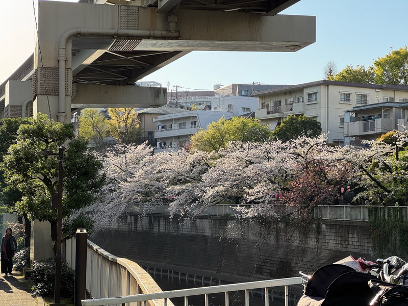 神田川の桜